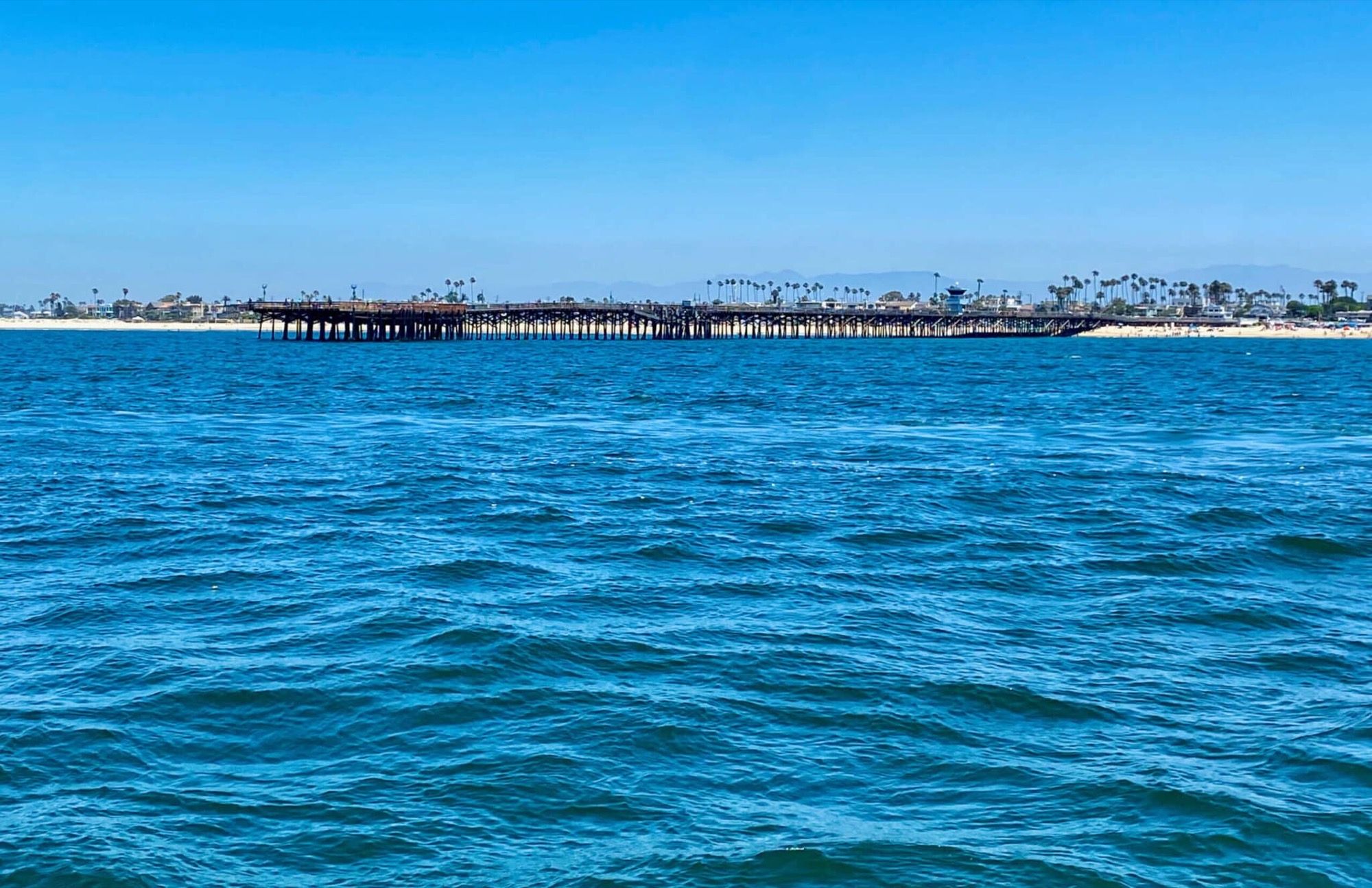 Petals resting on the water off Newport Beach